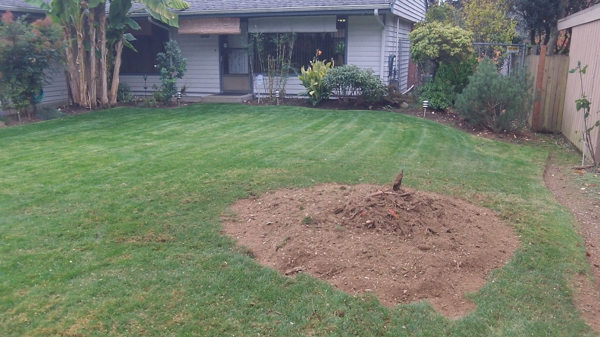 A lawn after stump grinding, with a low mound of ground soil and chips where the stump was