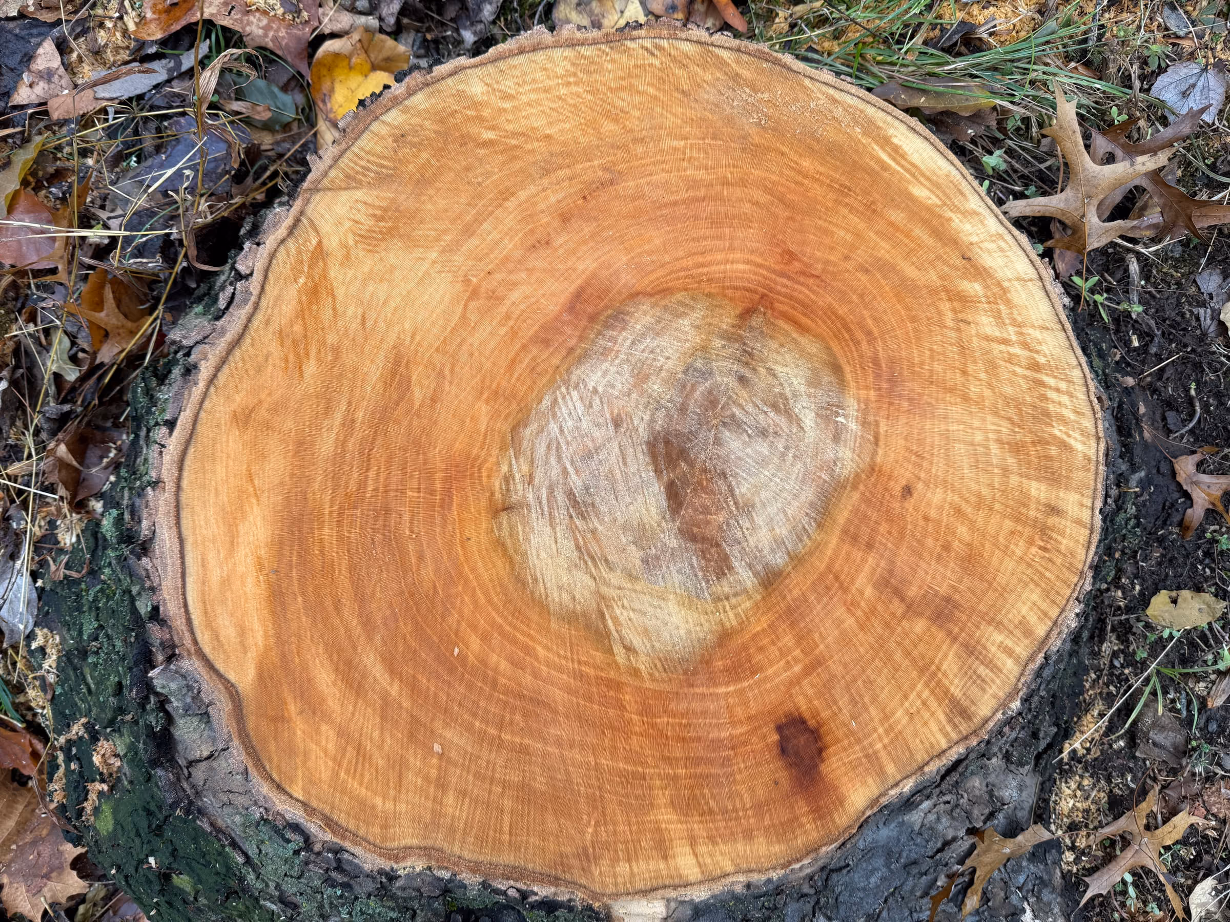 The top of a freshly cut stump showing its growth rings