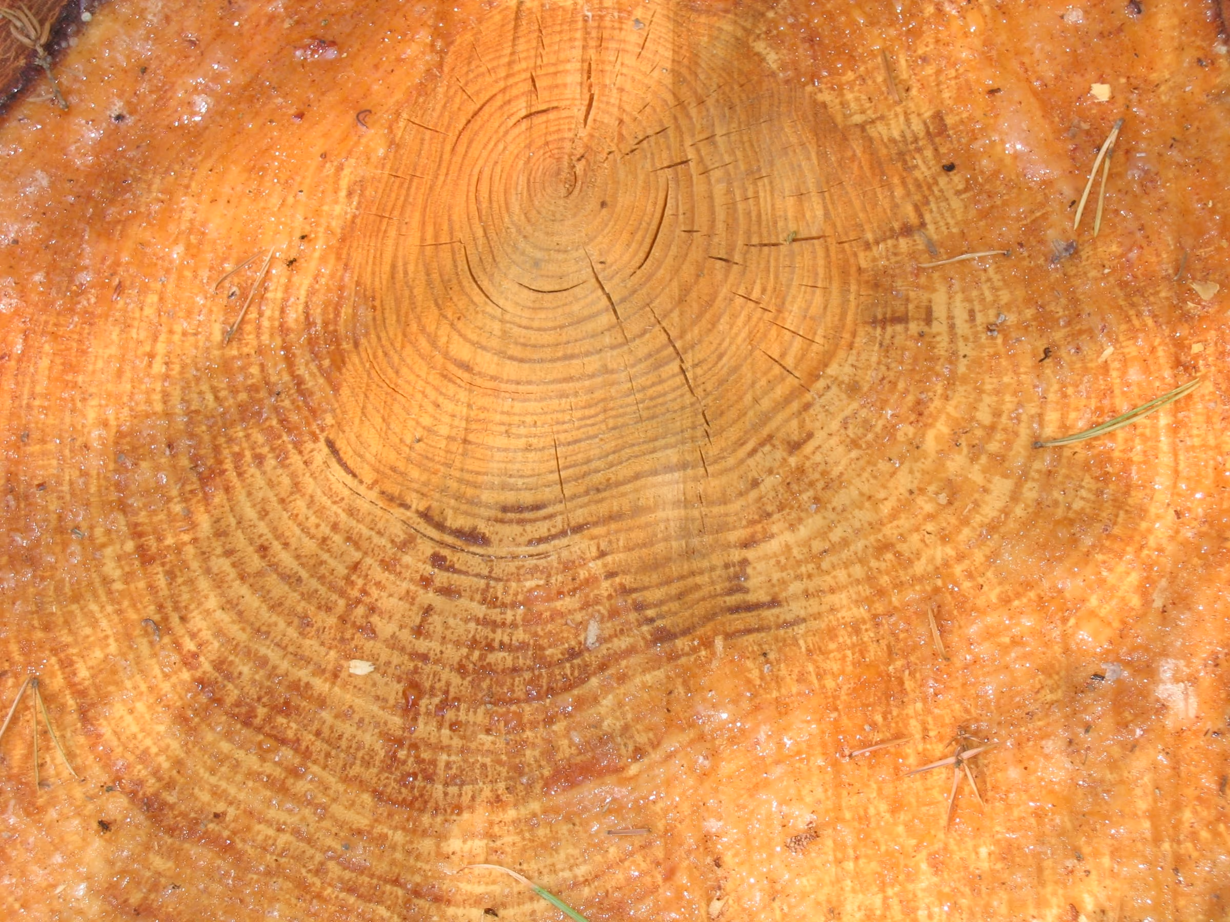 Close view of the growth rings across the top of a cut pine stump